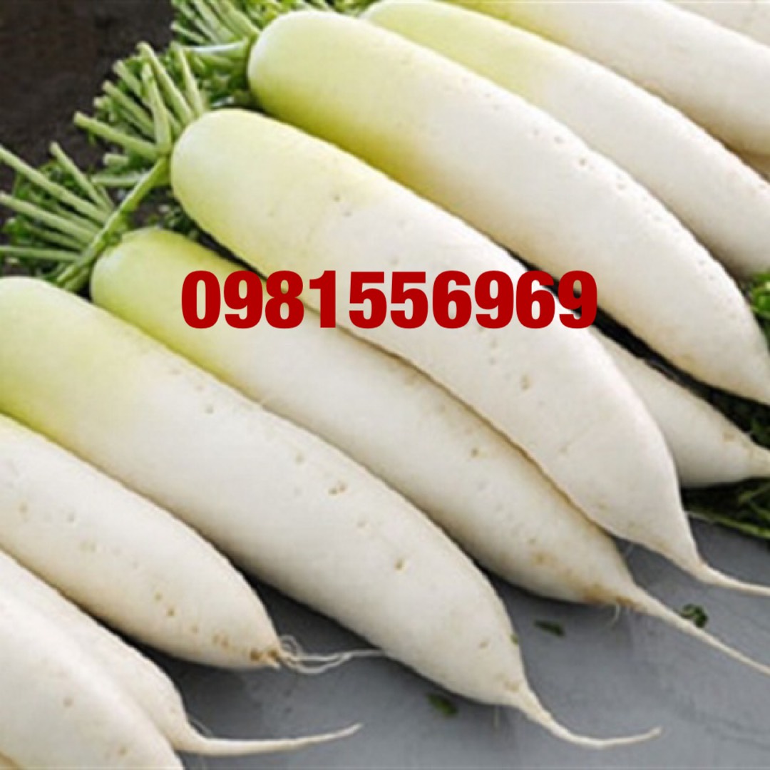 Củ cải trắng - Nông Sản H’Linh Cung Cấp Nông Sản Chuyên Nghiệp NLSX - Bếp Ăn CN